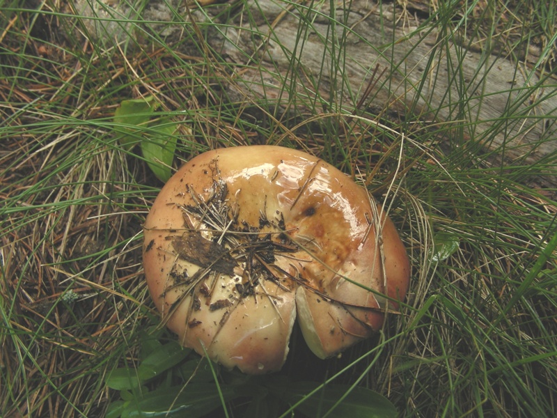 Russula decolorans